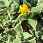 Faucaria tigrina Habitus