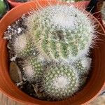 Echinocereus dasyacanthus Лист