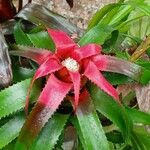 Neoregelia pendula Çiçek
