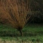 Salix alba Plante entière