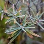 Elaeagnus rhamnoides Blad