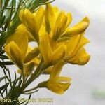 Adenocarpus decorticans Цветок