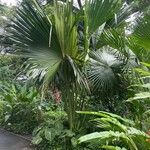 Livistona chinensis Folha