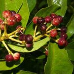Dendropanax arboreus Fruto