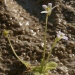 Pinguicula crystallina Habit