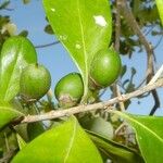 Planchonella cinerea Fruit