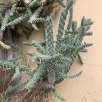 Cylindropuntia imbricata 葉