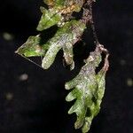 Trichomanes angustifrons Други