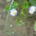 Mazus pumilusFlower