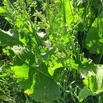 Rumex confertus Hábito