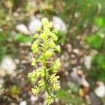 Reseda luteaFlower