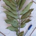 Inga thibaudiana Leaf