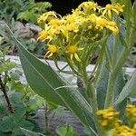 Senecio atratus Flower