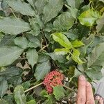 Leea guineensis Leaf