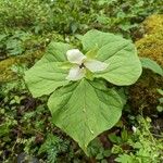 Trillium erectum برگ