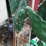 Opuntia maxima Yaprak