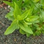 Lythrum hyssopifolia Leaf