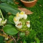 Tapeinochilos ananassae Λουλούδι