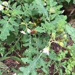 Solanum sisymbriifolium Feuille