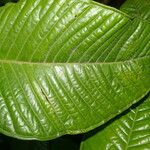 Plinia nicaraguensis Leaf