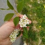 Prunus padus Flower