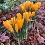 Crocus chrysanthus Hábito
