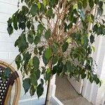 Ficus benjamina Pokrój