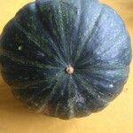 Cucurbita moschataFruto