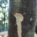 Ficus racemigera Bark