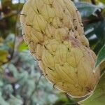 Magnolia grandiflora Ffrwyth