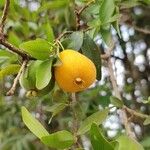 Eugenia pyriformis Fruit