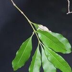 Pleiocarpa pycnantha Leaf