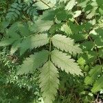 Sorbus aucupariaBlad