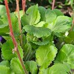 Saxifraga umbrosa Folla