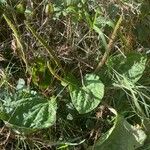 Plantago major Плод