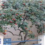 Cotoneaster coriaceus Plante entière