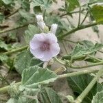 Althaea officinalisफूल