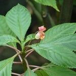 Impatiens auricoma Arall