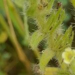 Arnebia decumbens Blad