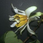 Passiflora candida Flor