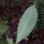 Lacunaria crenata List