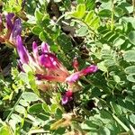 Astragalus monspessulanus Цветок