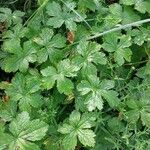 Geranium versicolor Deilen