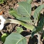 Datura innoxia 整株植物