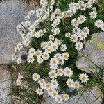 Leucanthemopsis alpina 形態