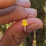 Utricularia nigrescens Flower