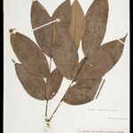 Strychnos parviflora Φύλλο