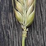 Hordeum vulgare Fruit