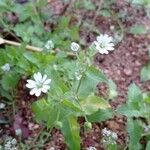 Stellaria aquatica Φύλλο