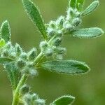 Herniaria incana Hoja